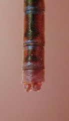 Agriocnemis ruberrima