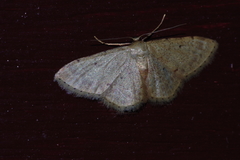 Idaea sakuraii