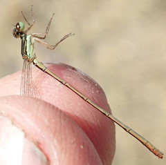 Agriocnemis ruberrima