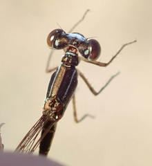 Agriocnemis ruberrima
