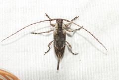 Trichocanonura linearis