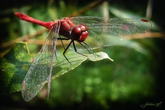 Sympetrum sanguineum