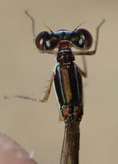 Agriocnemis ruberrima