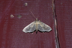 Ceratarcha umbrosa