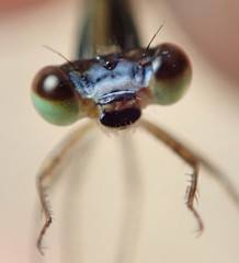 Agriocnemis ruberrima