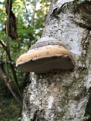 Fomes fomentarius
