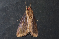 Ercheia dubia