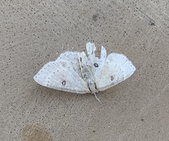 Cyclophora albipunctata