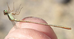 Agriocnemis ruberrima