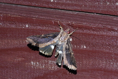 Ercheia dubia