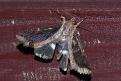 Ercheia dubia