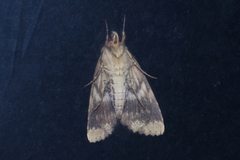 Ercheia dubia