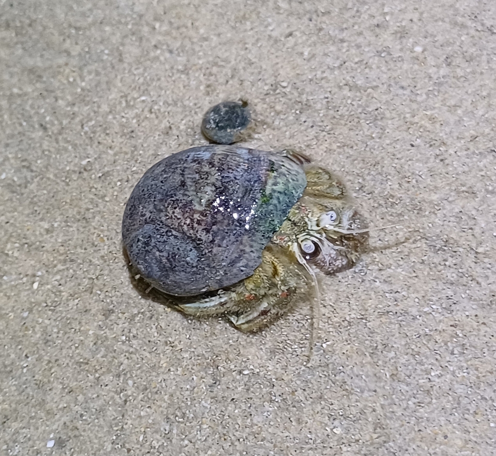 Common Sand Hermit Crab