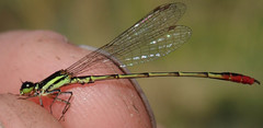 Agriocnemis victoria