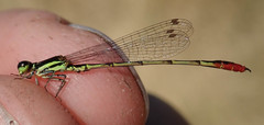 Agriocnemis victoria