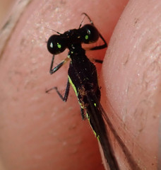 Agriocnemis victoria