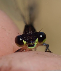 Agriocnemis victoria