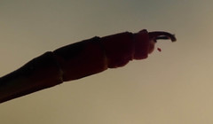 Agriocnemis victoria