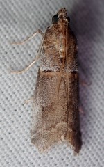 Acrobasis caliginella