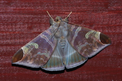 Pindara illibata