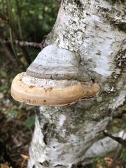 Fomes fomentarius