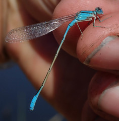 Pseudagrion assegaii
