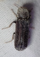 Amphicerus cornutus