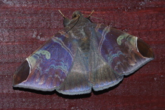 Pindara illibata