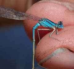 Pseudagrion assegaii