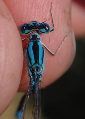 Pseudagrion assegaii
