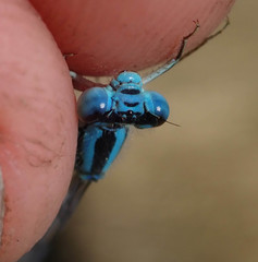 Pseudagrion assegaii