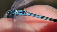 Pseudagrion assegaii