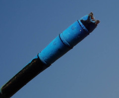 Pseudagrion assegaii