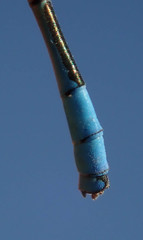 Pseudagrion assegaii