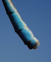 Pseudagrion assegaii