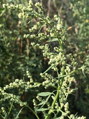 Chenopodium album