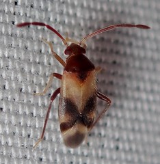 Ceratocapsini