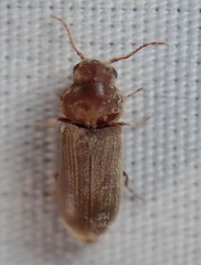 Xyletininae
