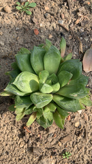 Haworthia