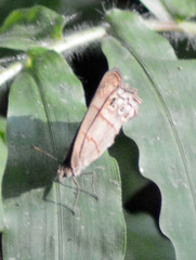 Magneuptychia