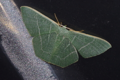 Pelagodes proquadraria
