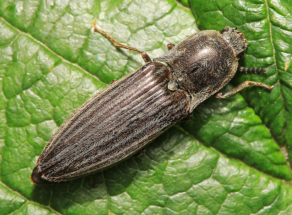 Actenicerus alternatus