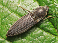 Actenicerus alternatus