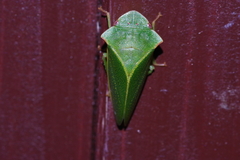 Tituria angulata