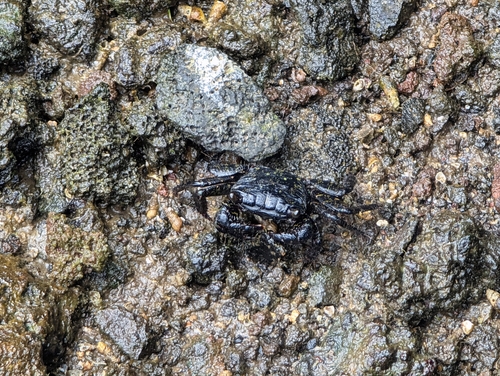 Metopograpsus thukuhar