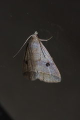 Bocula caradrinoides