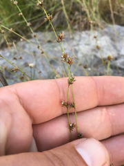 Scleria verticillata