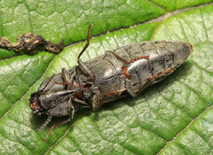 Actenicerus alternatus
