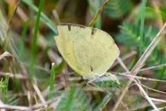 Eurema laeta