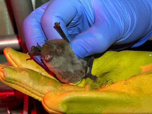 Thomas's Naked-backed Bat (Pteronotus fulvus)